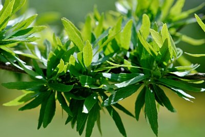 Gleditsia triacanthos 'Goofy' - dřezovec trojtrnný - listy